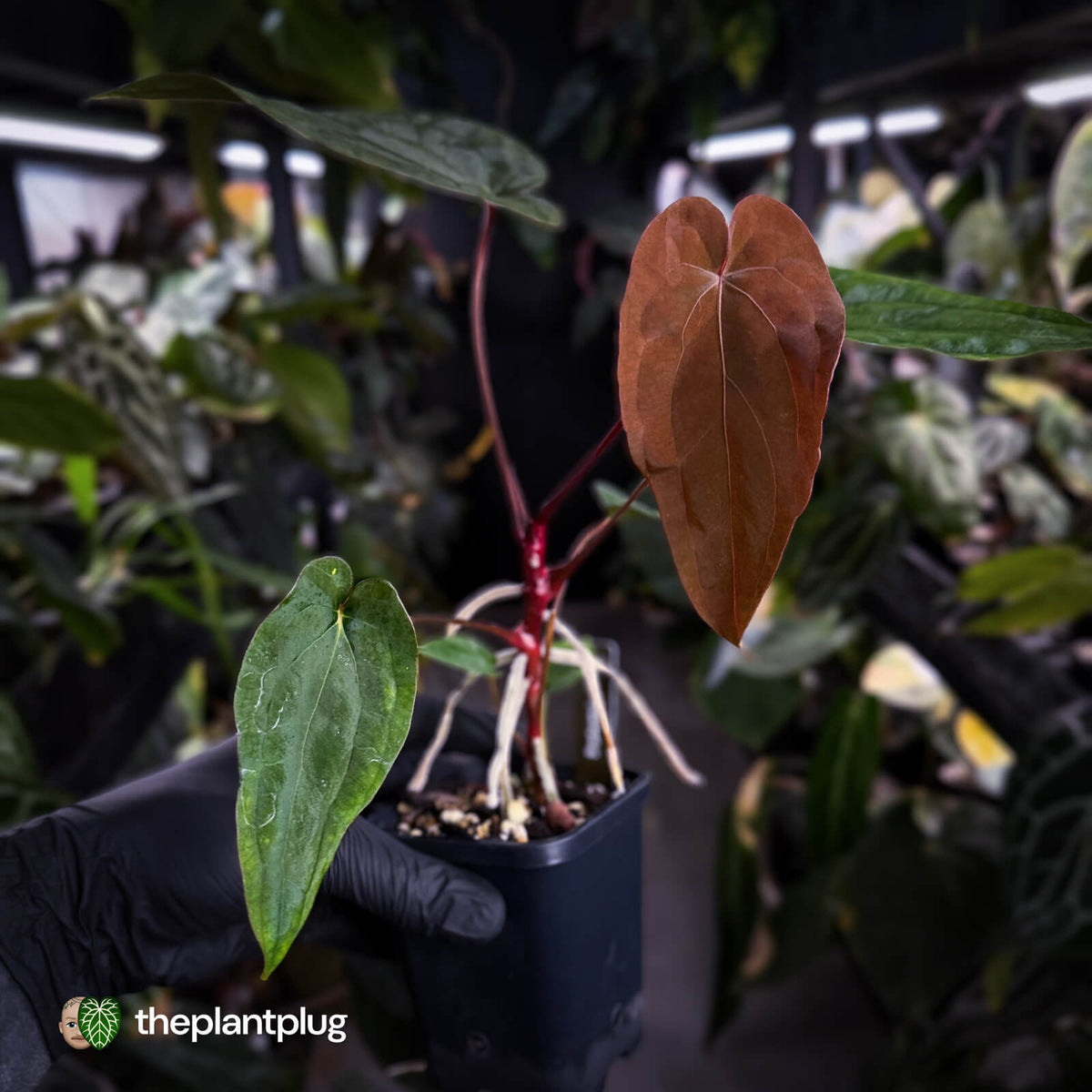 Anthurium #VolcanicAsh x (dressleri x #ReverseBlackCherry)