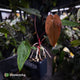 Anthurium #VolcanicAsh x (dressleri x #ReverseBlackCherry)