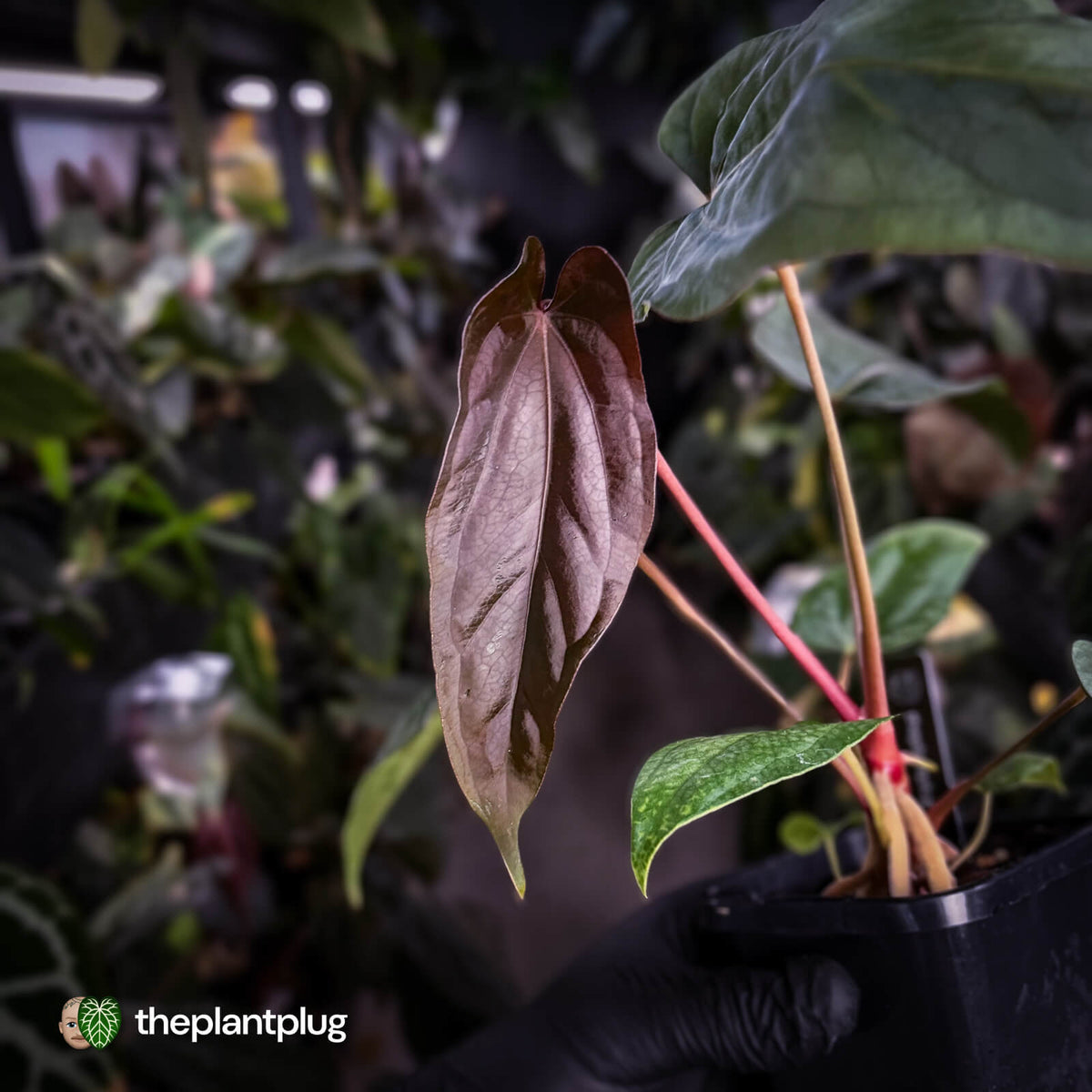 Anthurium [(carla x dress 'RG') x pap 'RL' s1] '2' x [pap 'FS' x antolakii]