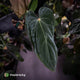 Anthurium antolakii ('Round' x 'RA1') x 'Midnight Velvet'