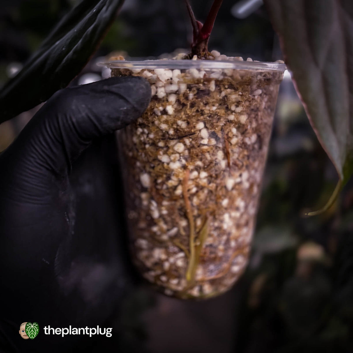 Anthurium 'Deadpool' • mother plant clone