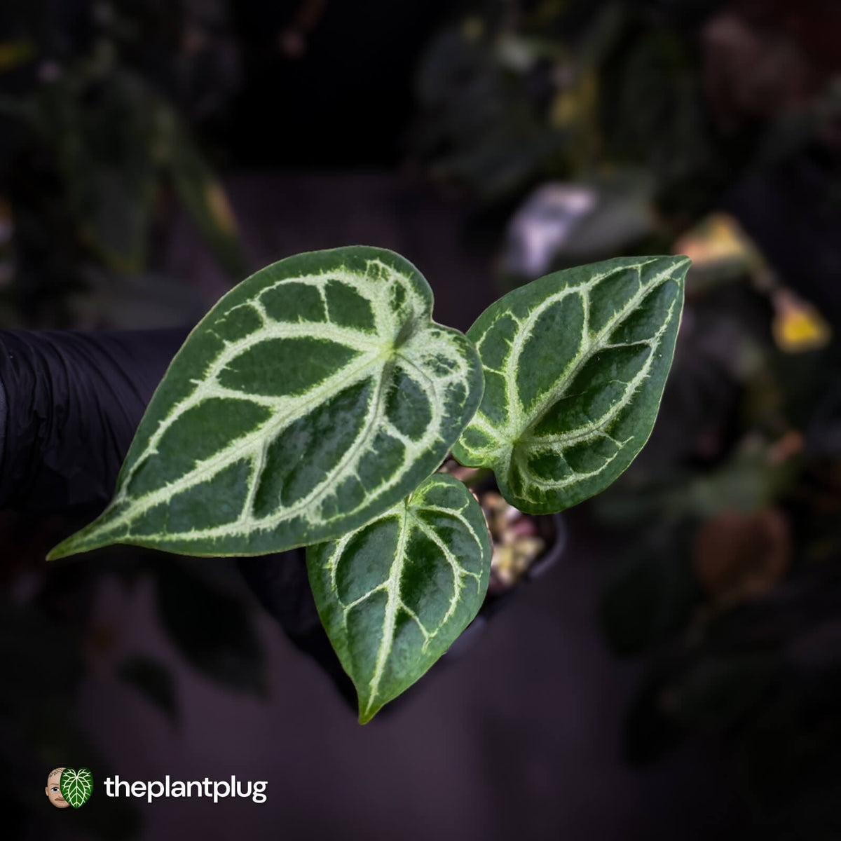 Anthurium 'Silver Sad' x 'Diamond Forgetii'