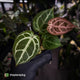 Anthurium ('SKG Silver' x 'Red Crystal') x 'Michelle' f2