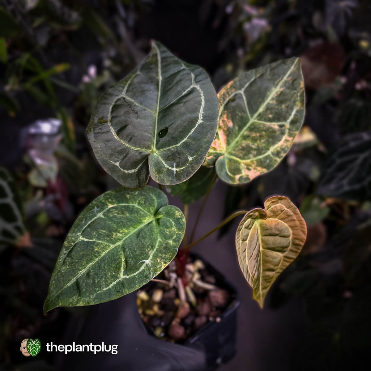 Anthurium forgetii hybrid x ('SKG Silver' x 'Red Crystal')