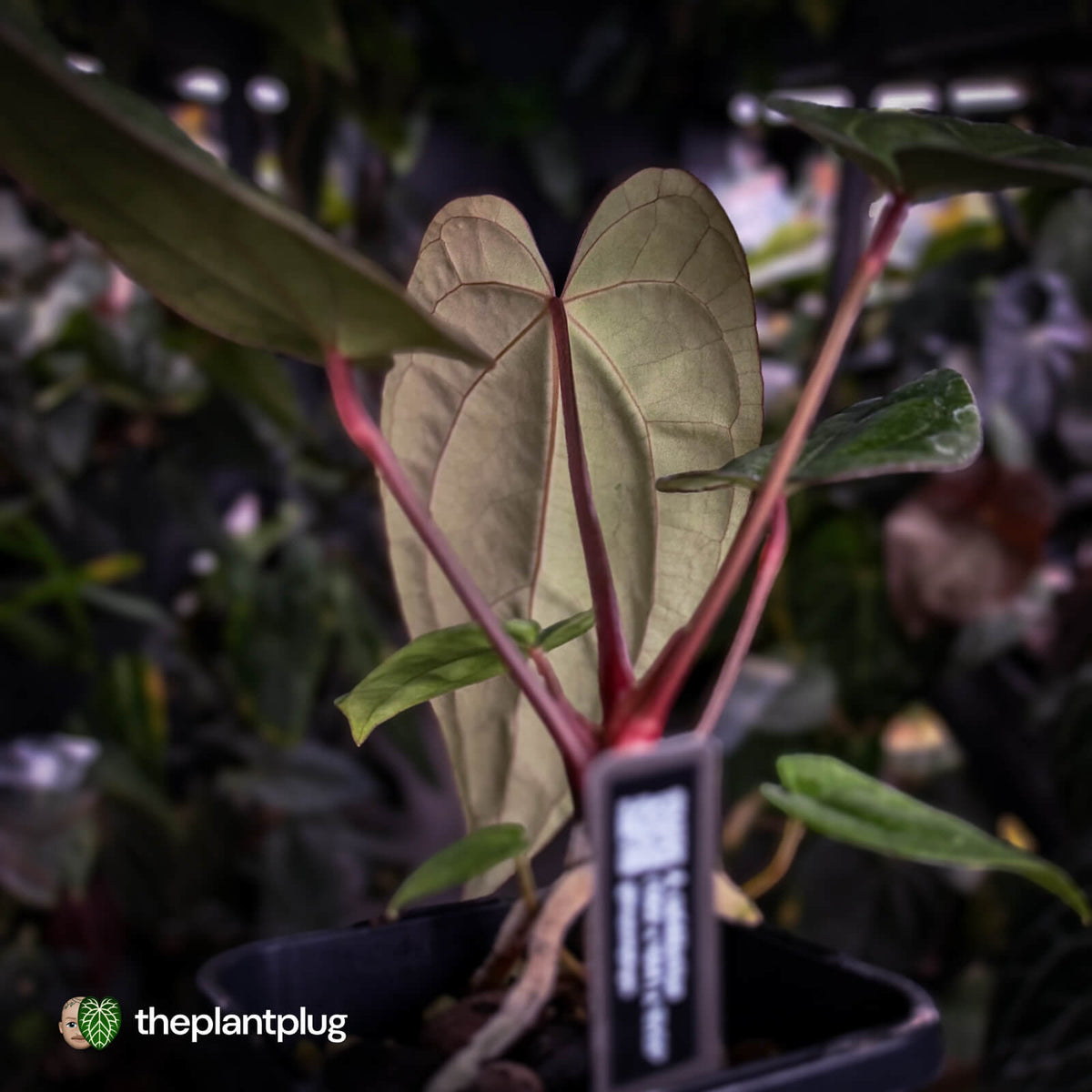 Anthurium carlablackiae ('OG5' x 'RA4') x 'RVDP'