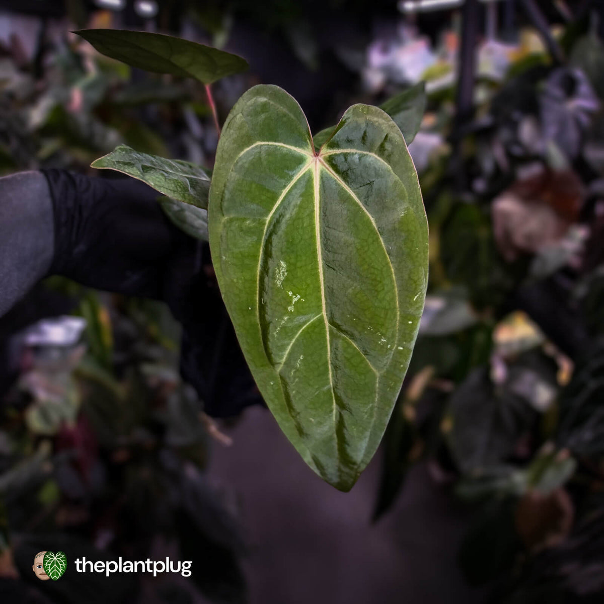 Anthurium carlablackiae ('OG5' x 'RA4') x 'RVDP'