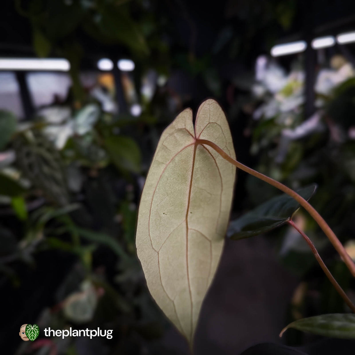 Anthurium 'RDP' x ('Dark & Handsome' x 'Red Velvet Cake')
