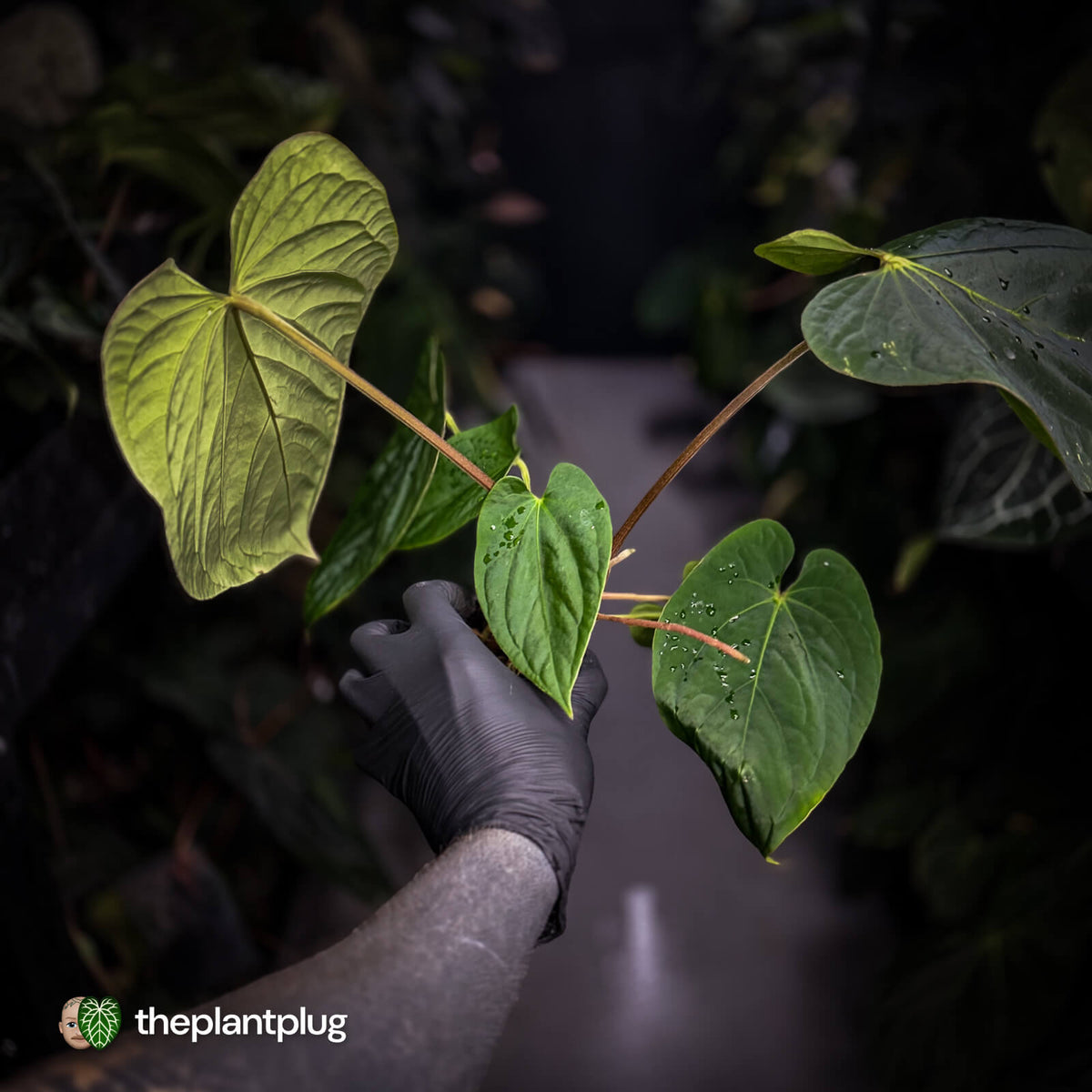 Anthurium kunayalense 'TPP1' x antolakii ('Round' x 'RA1') • holdback