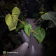 Anthurium kunayalense 'TPP1' x antolakii ('Round' x 'RA1') • holdback