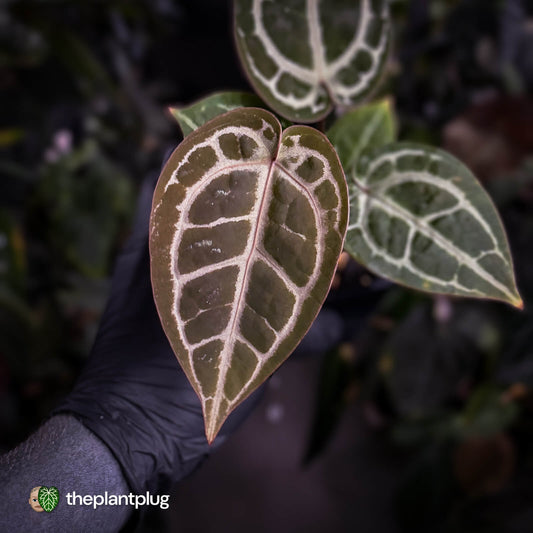 Anthurium ('SKG Silver' x 'Red Crystal') x ('Michelle' f2)