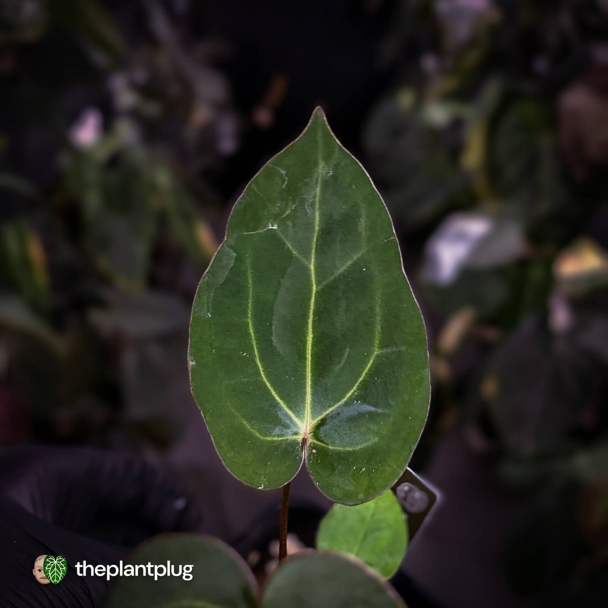 Anthurium carlablackiae x 'Wuhoo's First Night'