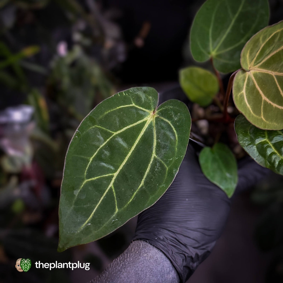 Anthurium carlablackiae x 'Wuhoo's First Night'