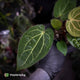 Anthurium carlablackiae x 'Wuhoo's First Night'