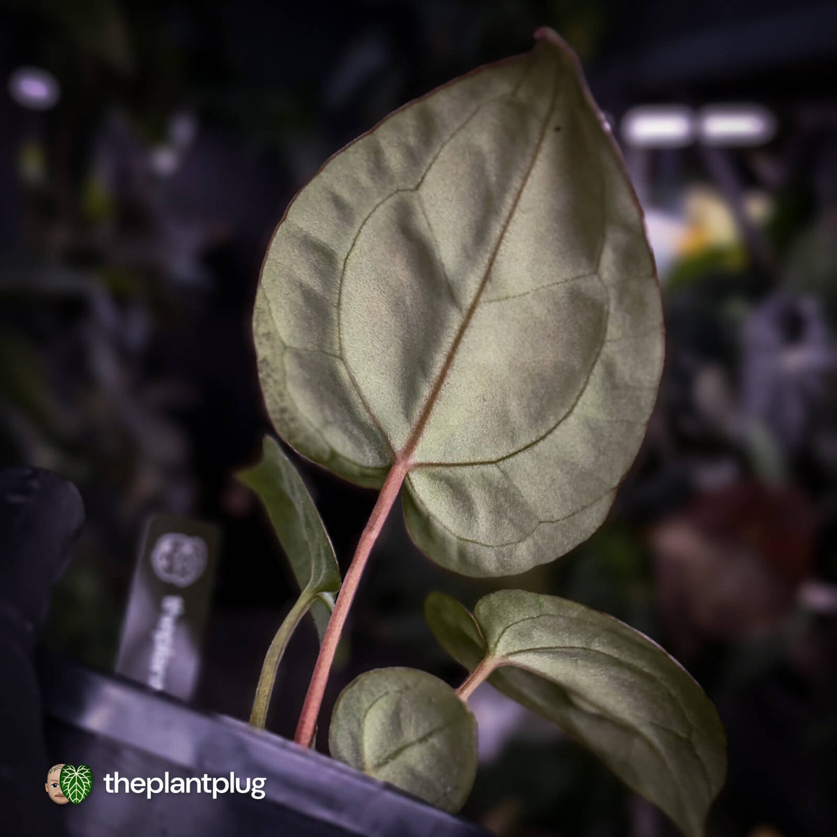 Anthurium crystallinum aff 'Cape Oasis' f2 x 'Michelle' f2