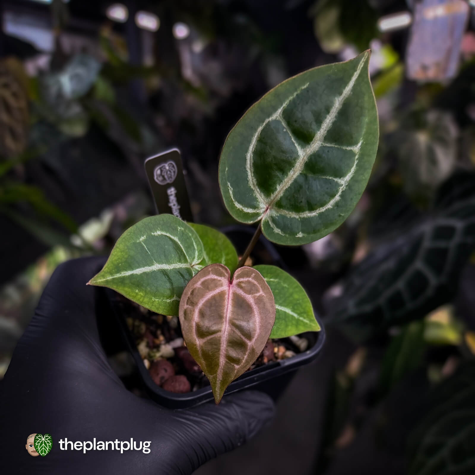 Anthurium 'Red Crystal' (ex. Tezula) x 'Michelle' f2 • vibrant