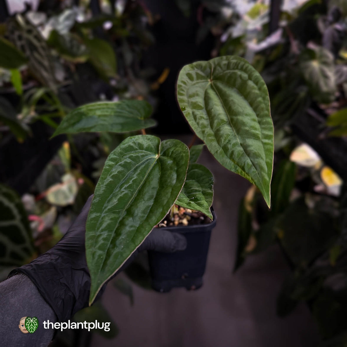Anthurium #VolcanicAsh x (dressleri x #ReverseBlackCherry)