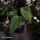 Anthurium #VolcanicAsh x (dressleri x #ReverseBlackCherry)