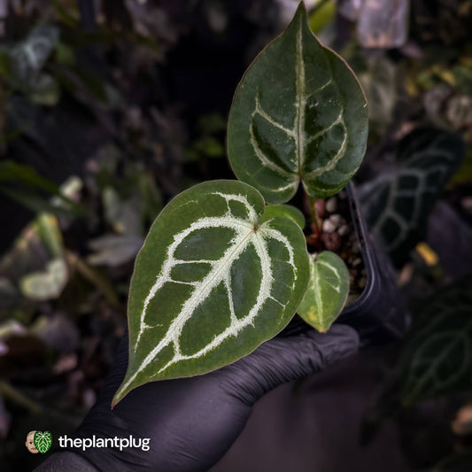 Anthurium aff. crystallinum (ex. Cape Oasis) x 'Michelle'