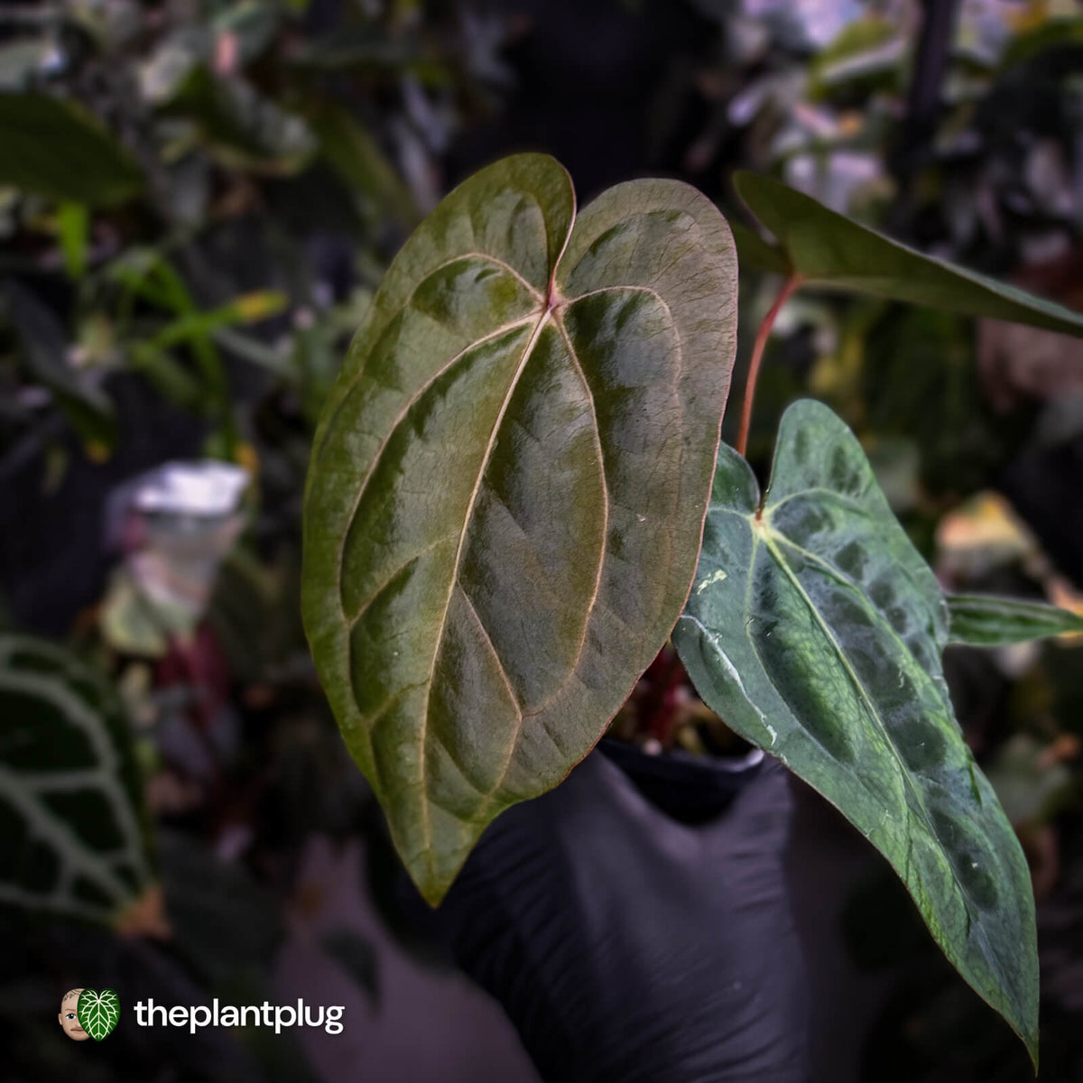 Anthurium carlablackiae ('OG5' x 'RA4') x 'RVDP'