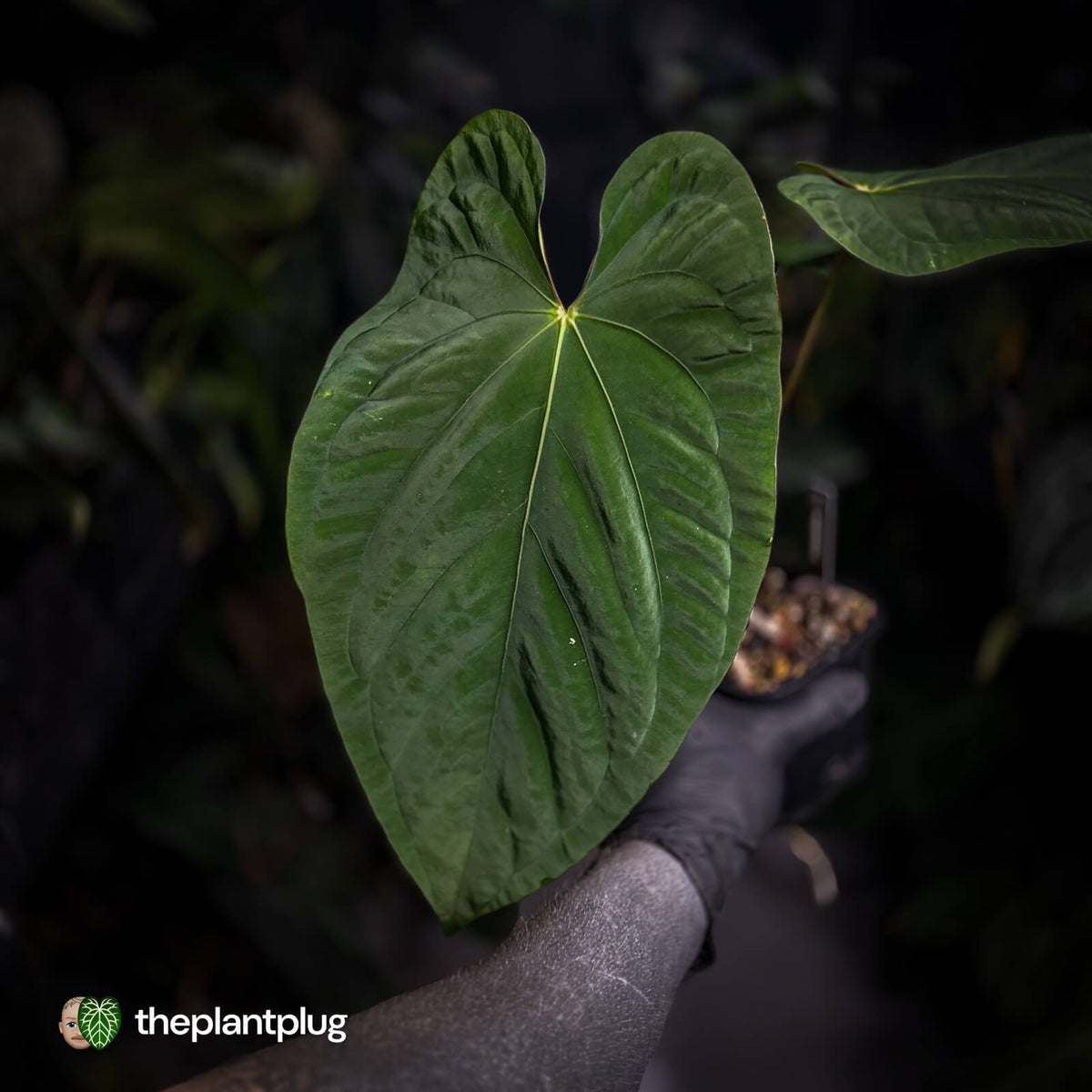 Anthurium ('Midnight Velvet' x pap 'LB') x kunayalense 'TPP1'
