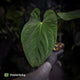 Anthurium ('Midnight Velvet' x pap 'LB') x kunayalense 'TPP1'