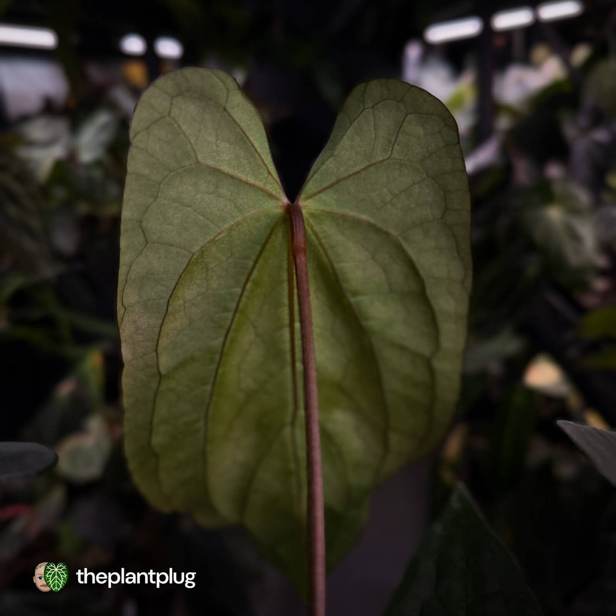Anthurium 'Deadpool' x #VolcanicAsh • DARK!