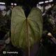 Anthurium 'Deadpool' x #VolcanicAsh • DARK!