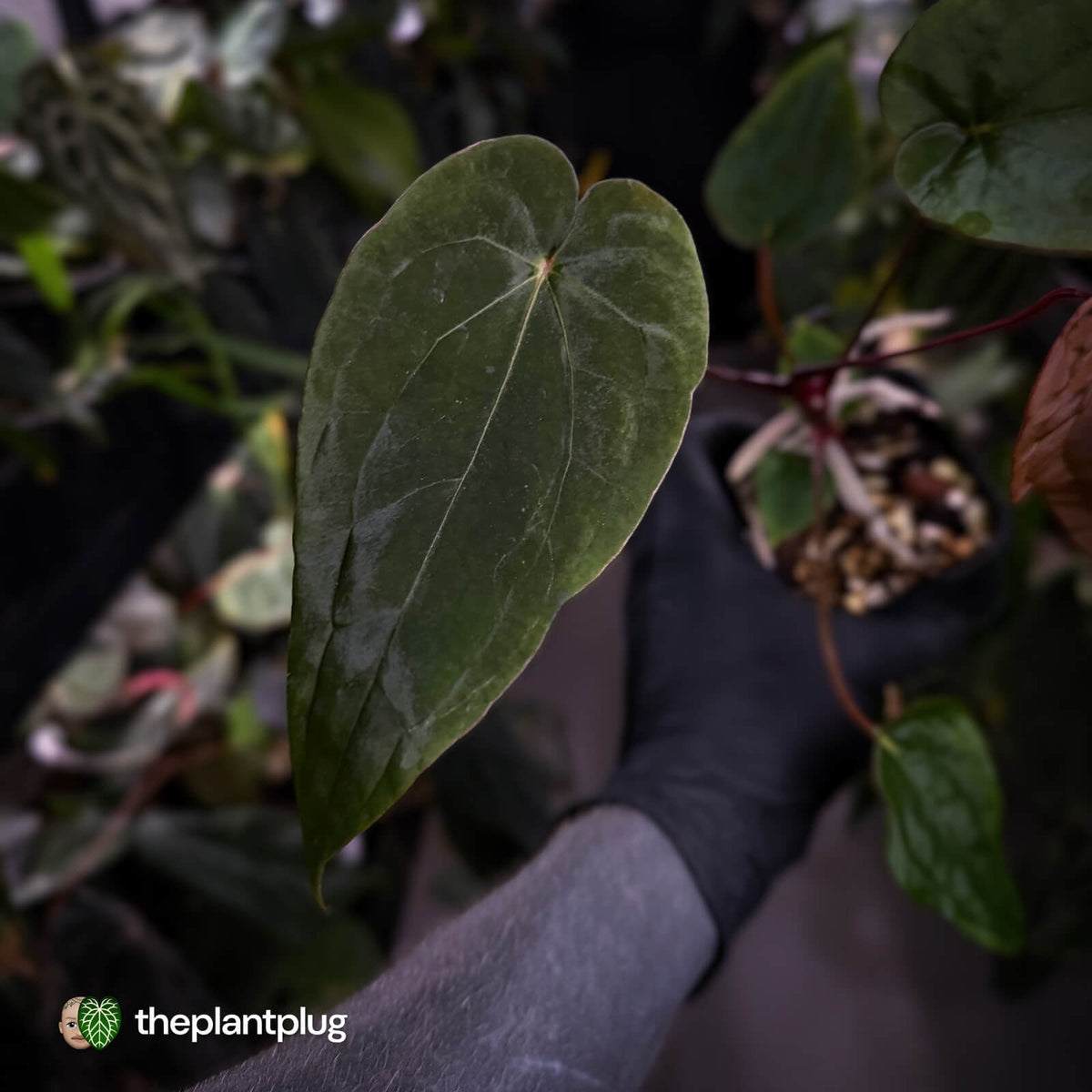 Anthurium #VolcanicAsh x (dressleri x #ReverseBlackCherry)
