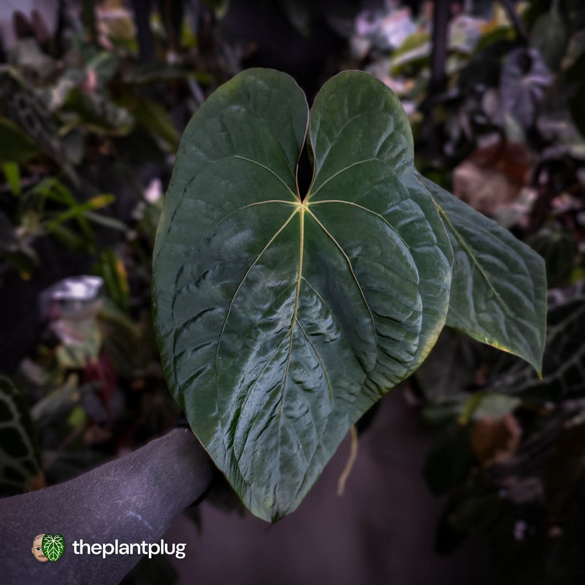 Anthurium ('Midnight Velvet' x pap 'LB') x kunayalense 'TPP1' • select holdback