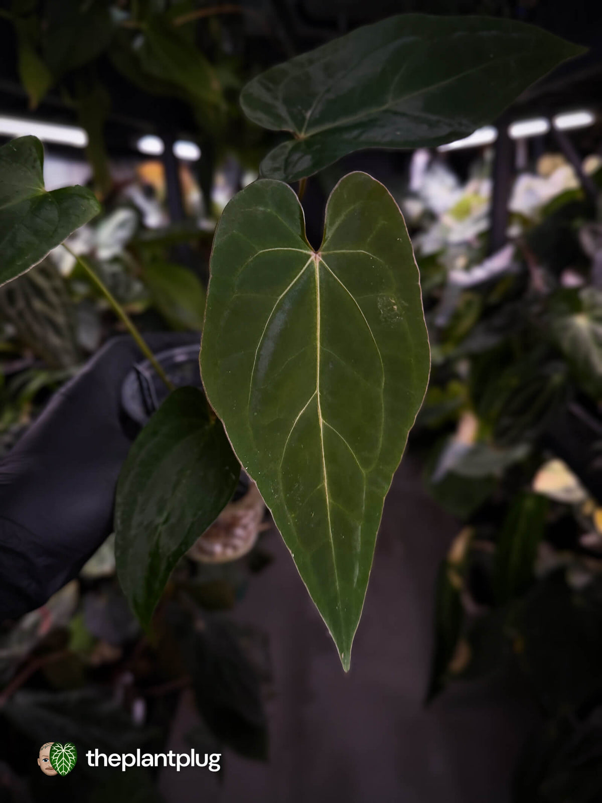 Anthurium #BlackBasilisk
