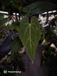 Anthurium #BlackBasilisk