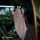 Anthurium 'Deadpool' x #VolcanicAsh