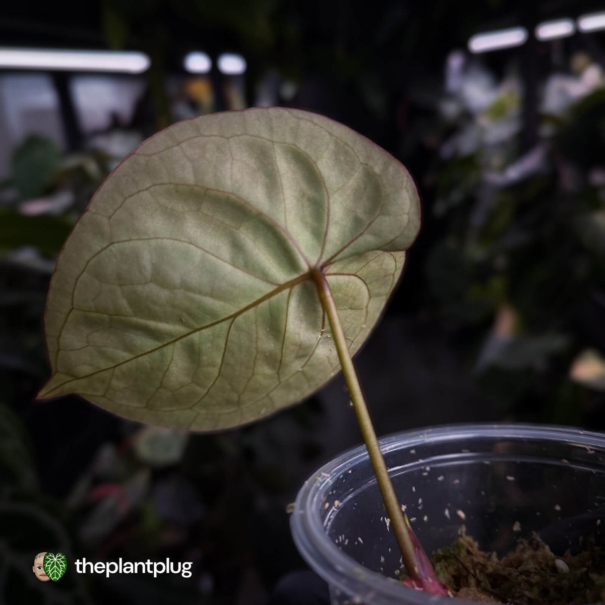 Anthurium 'Dorayaki Silver' x 'Waddle NOID'