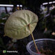 Anthurium 'Dorayaki Silver' x 'Waddle NOID'