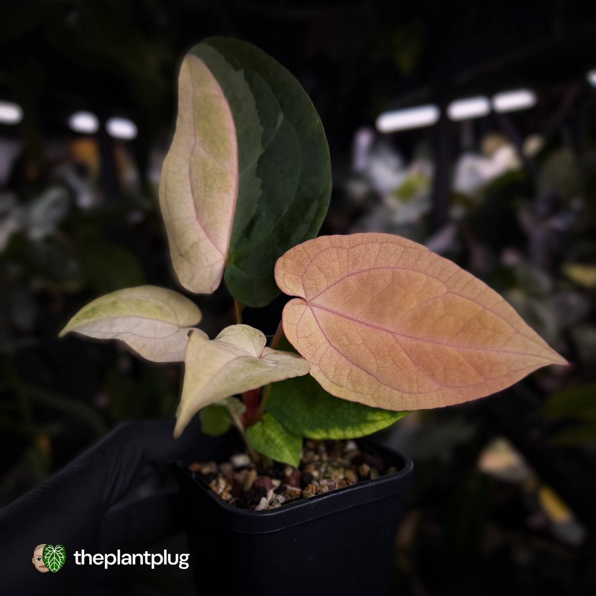 Anthurium 'Dropbear' x 'Jayda' • pastel variegated • pink veins