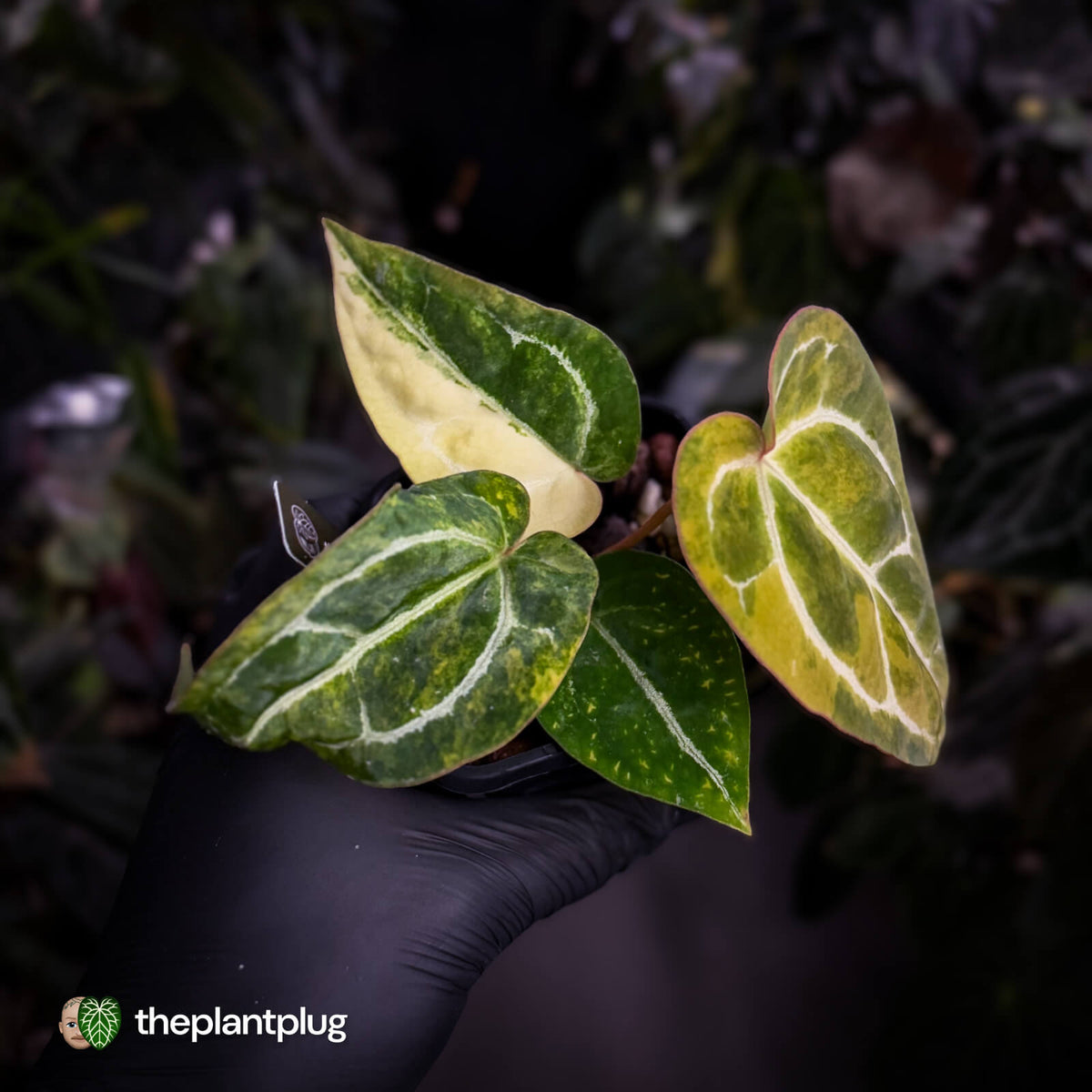 Anthurium (crystallinum x regale) x ('Michelle' f2) • variegated + pink veins