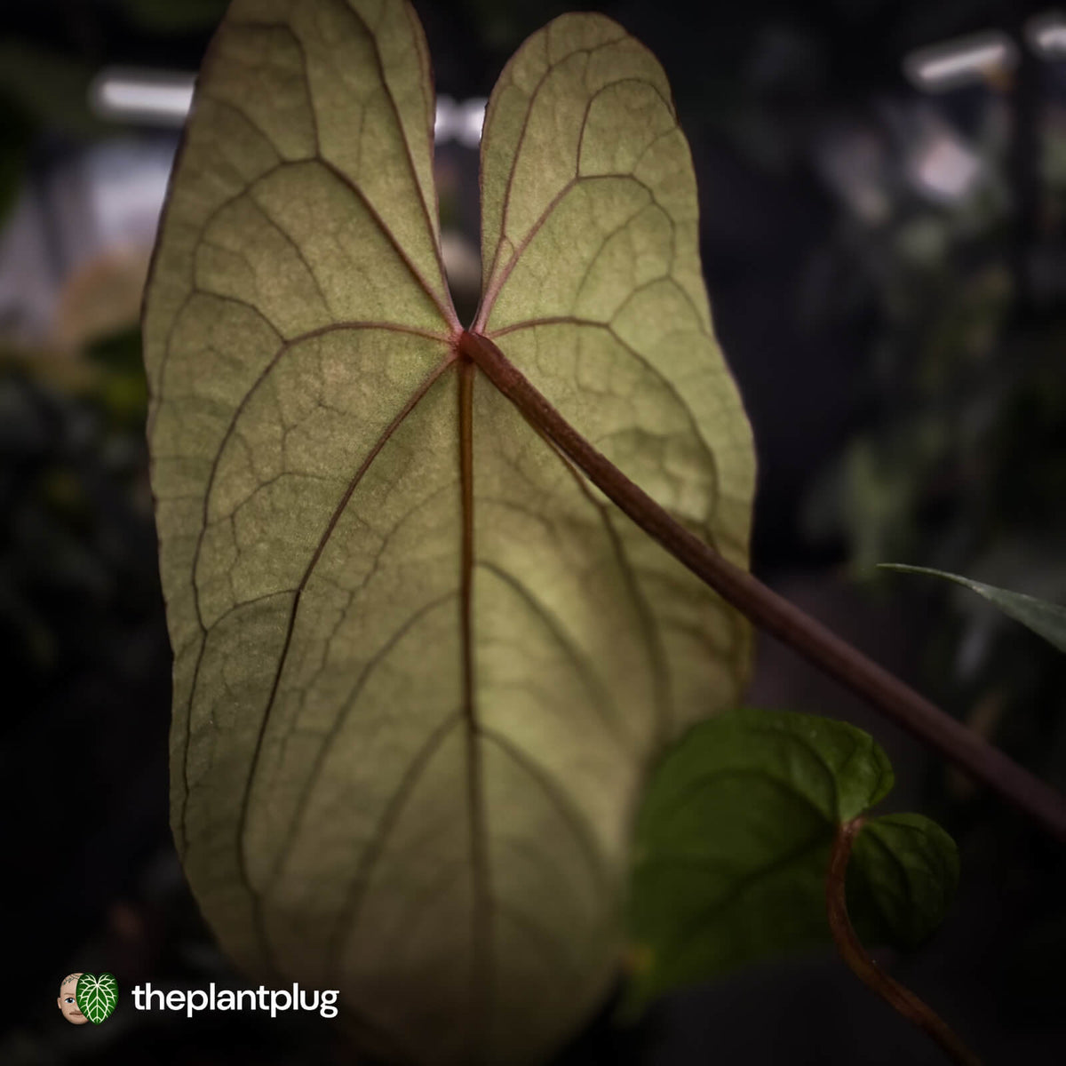 Anthurium #BlackParade • holdback