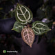 Anthurium ('SKG Silver' x 'Red Crystal') x ('Michelle' f2)