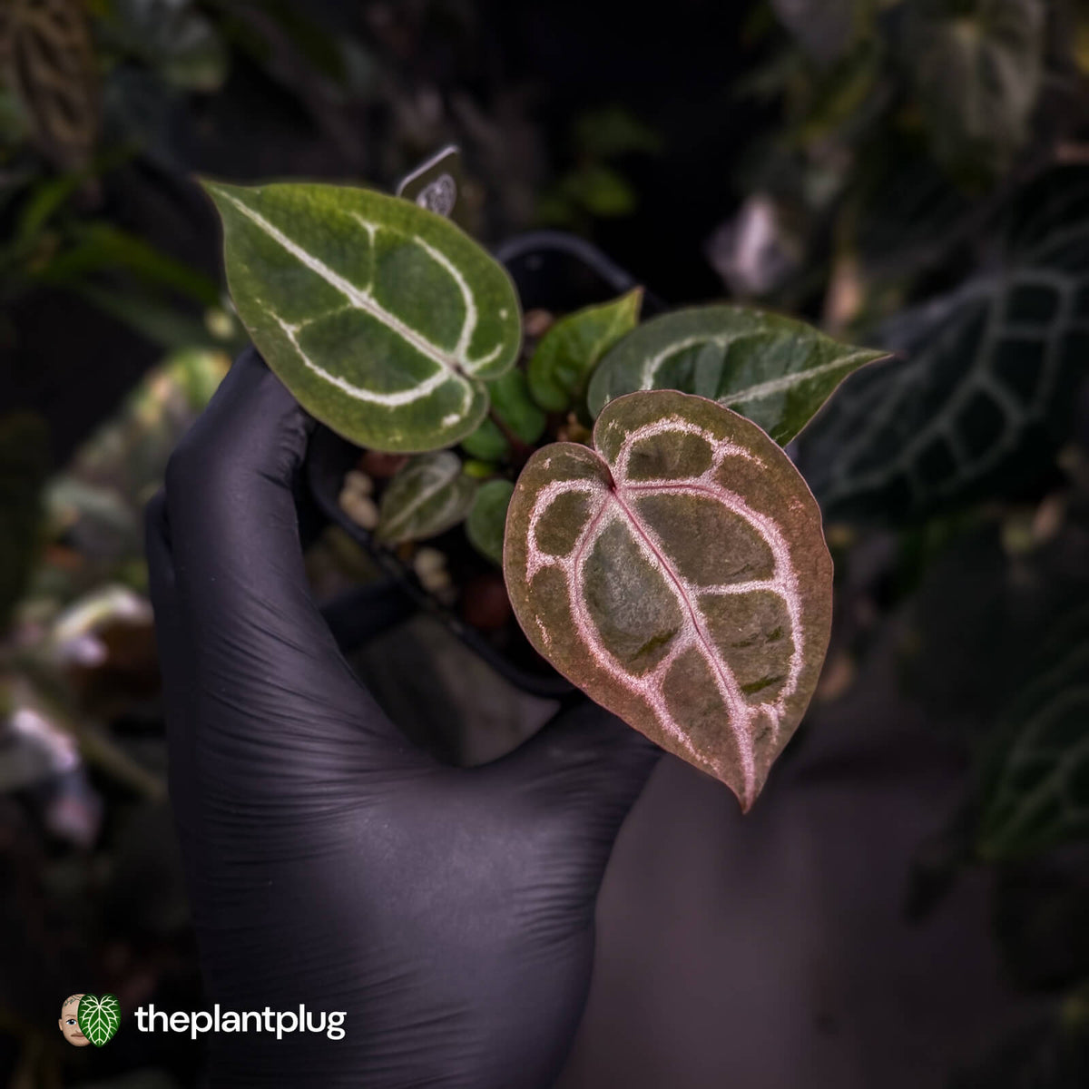 Anthurium 'Red Crystal' (ex. Tezula) x 'Michelle' f2 • purple select