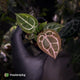 Anthurium 'Red Crystal' (ex. Tezula) x 'Michelle' f2 • purple select