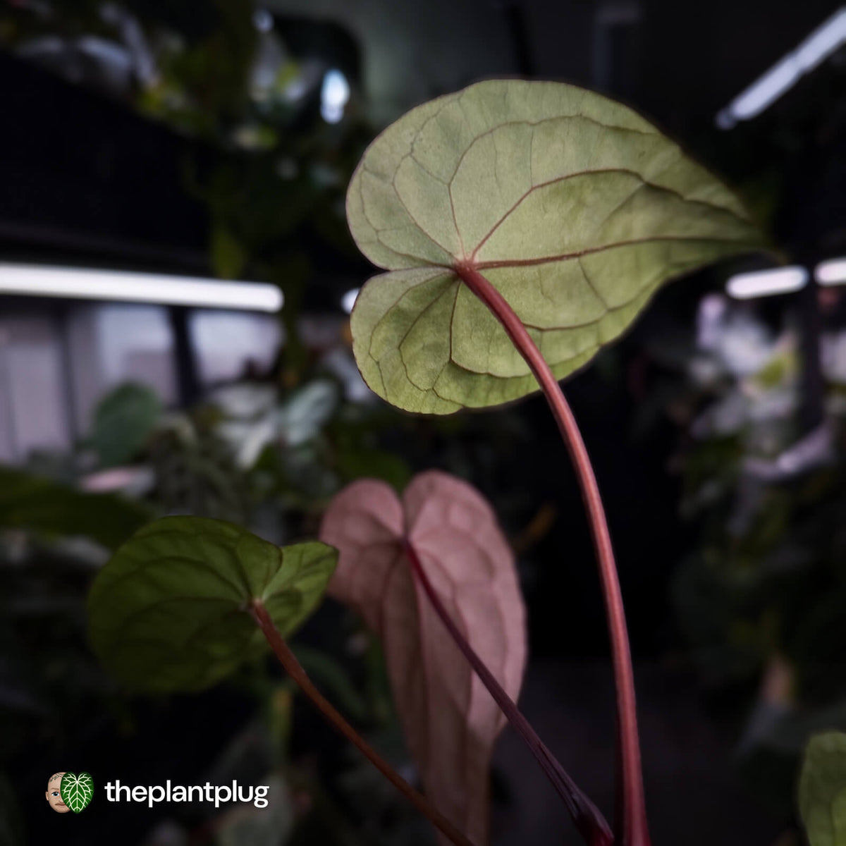 Anthurium #VolcanicAsh x (dressleri x #ReverseBlackCherry)