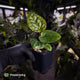 Anthurium 'Bloodmoon' x luxurians