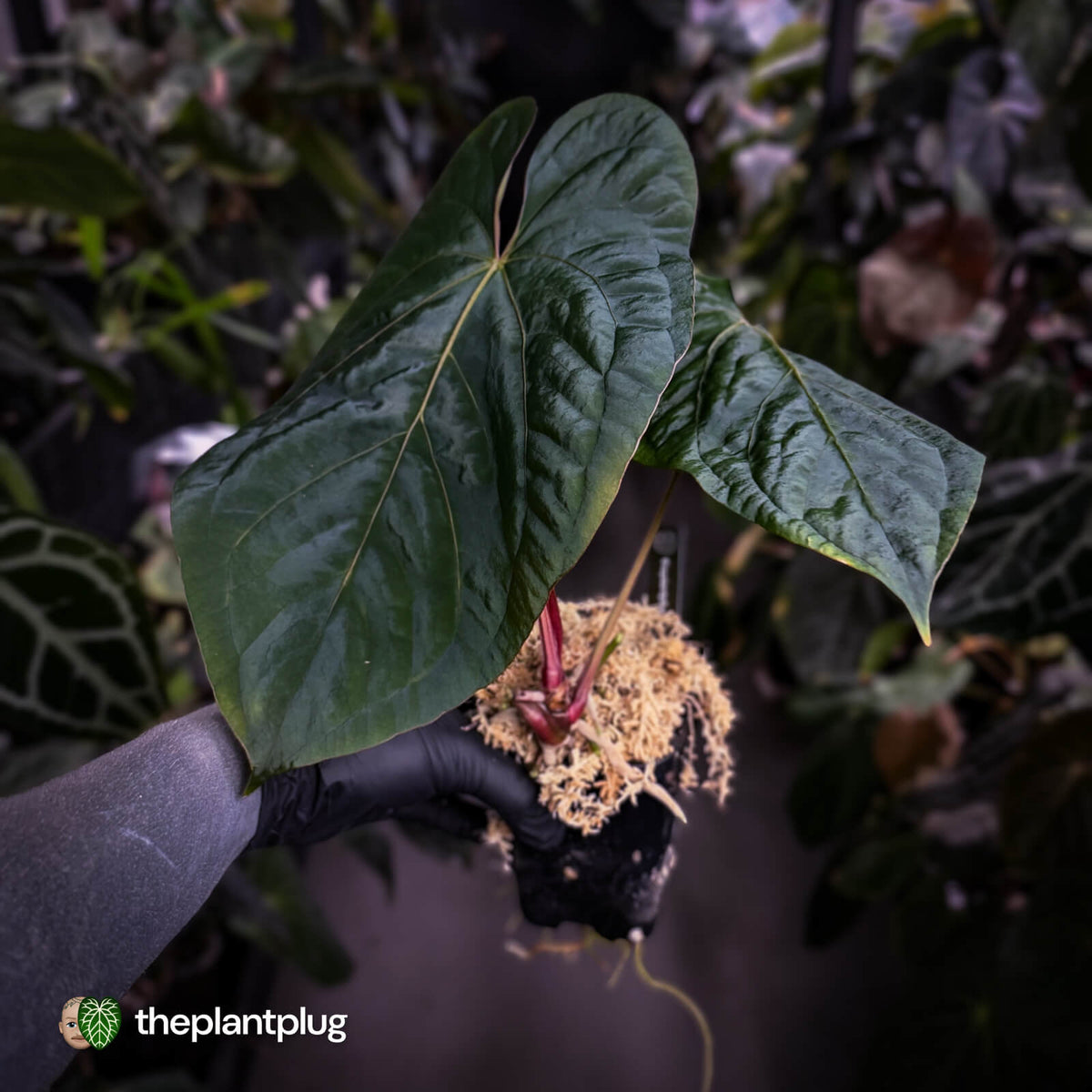 Anthurium ('Midnight Velvet' x pap 'LB') x kunayalense 'TPP1' • select holdback