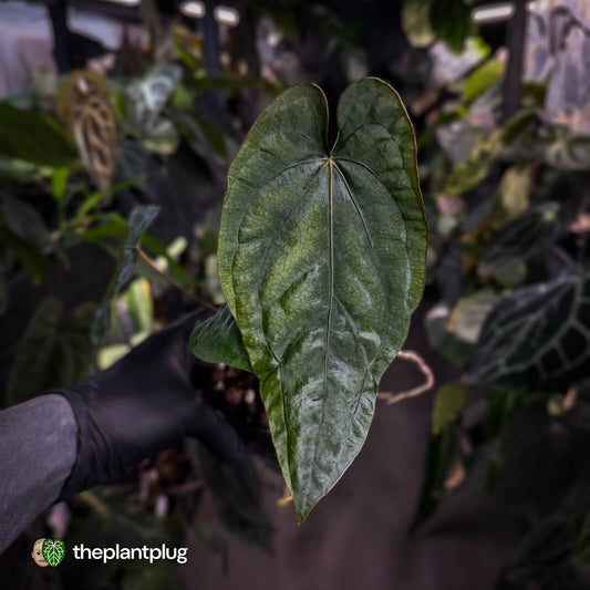 Anthurium dressleri