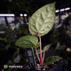 Anthurium 'Bloodmoon' x luxurians