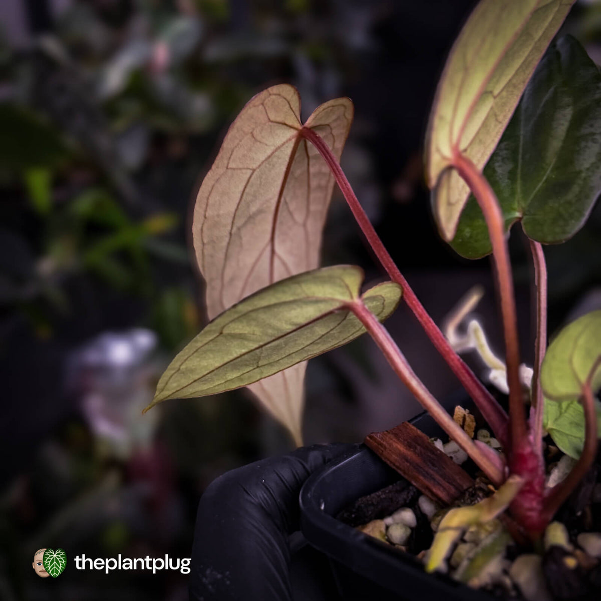Anthurium #BlackCherry 'Red' x 'Jayda'