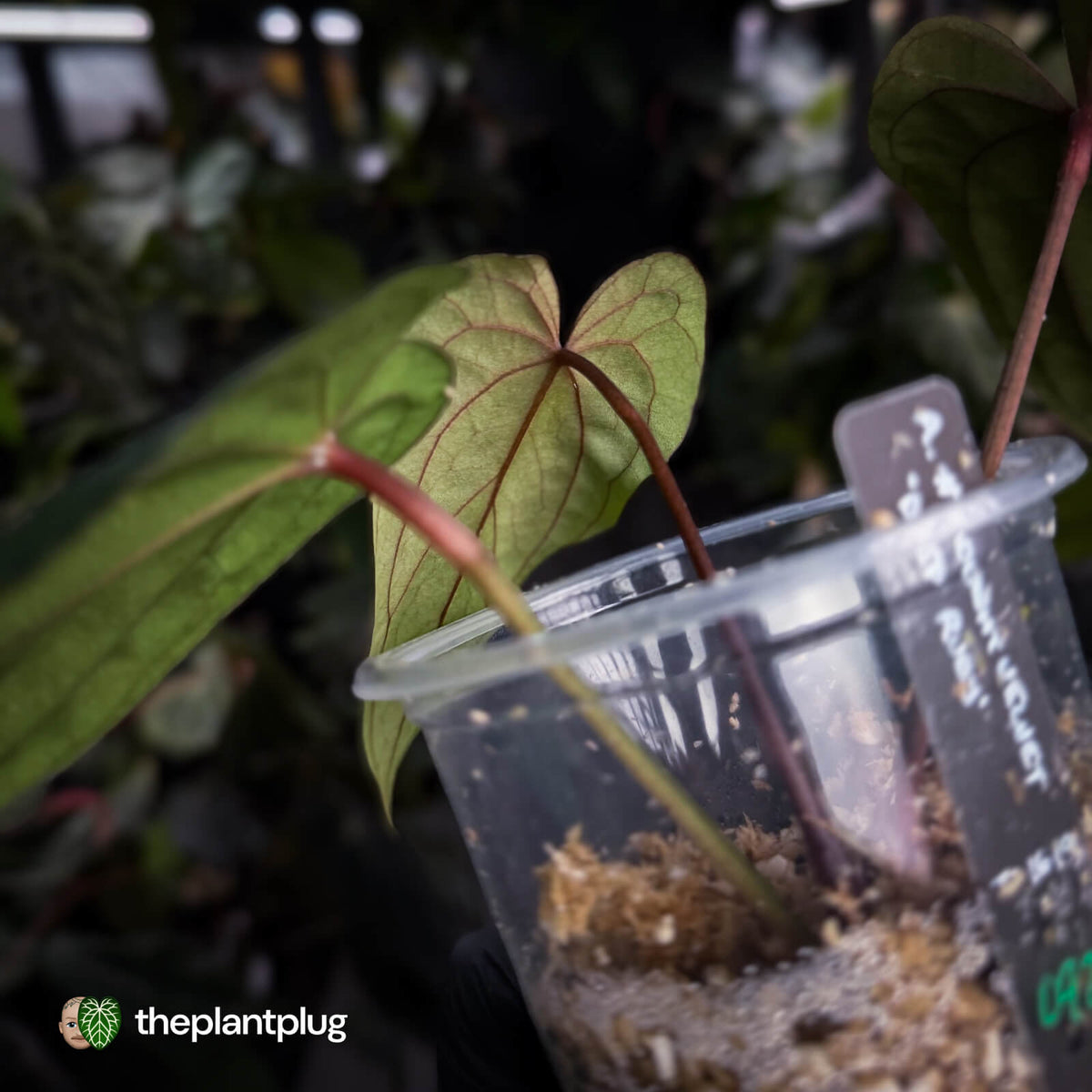 Anthurium #MidnightVelvet 'Deep Ruby'
