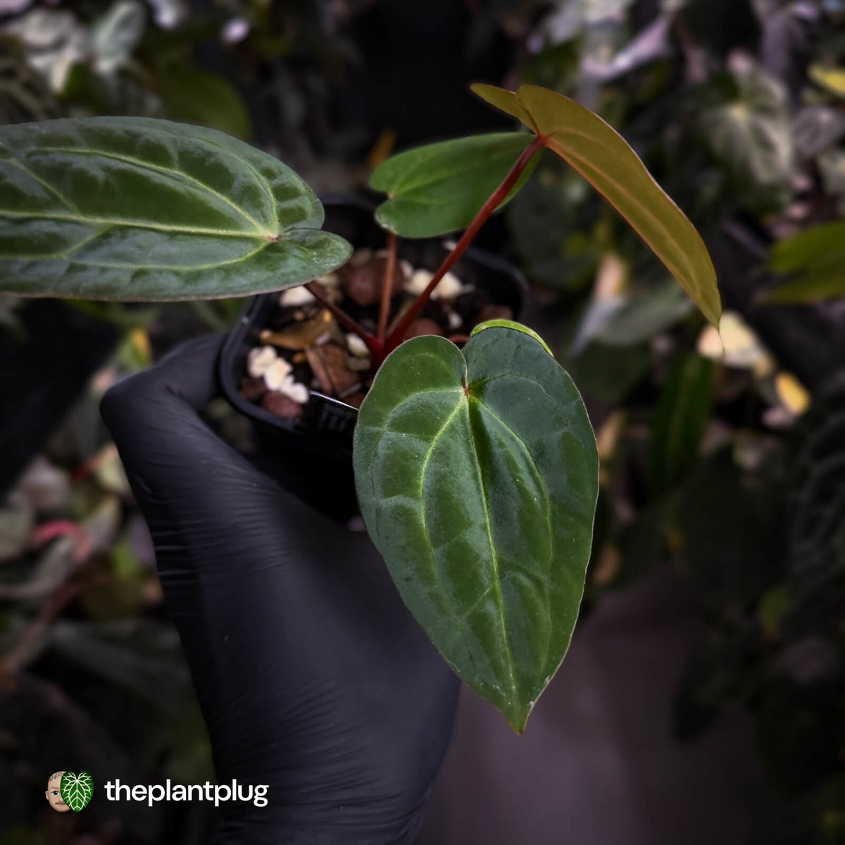 Anthurium carlablackiae x 'Wuhoo's First Night'