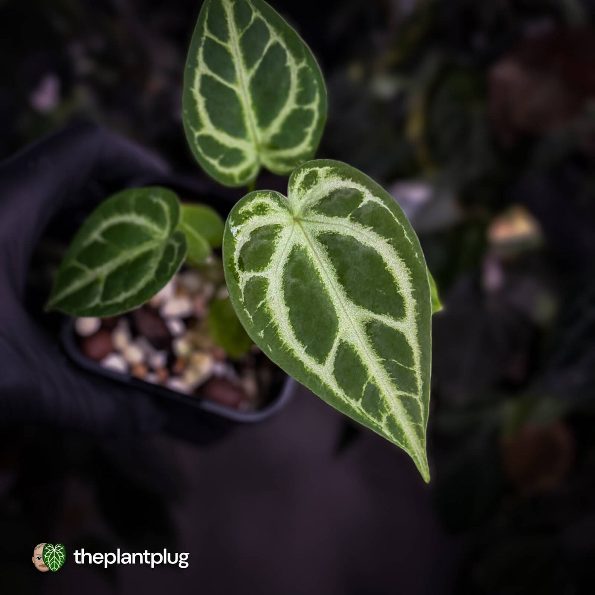 Anthurium 'Silver Sad' x 'Diamond Forgetii'