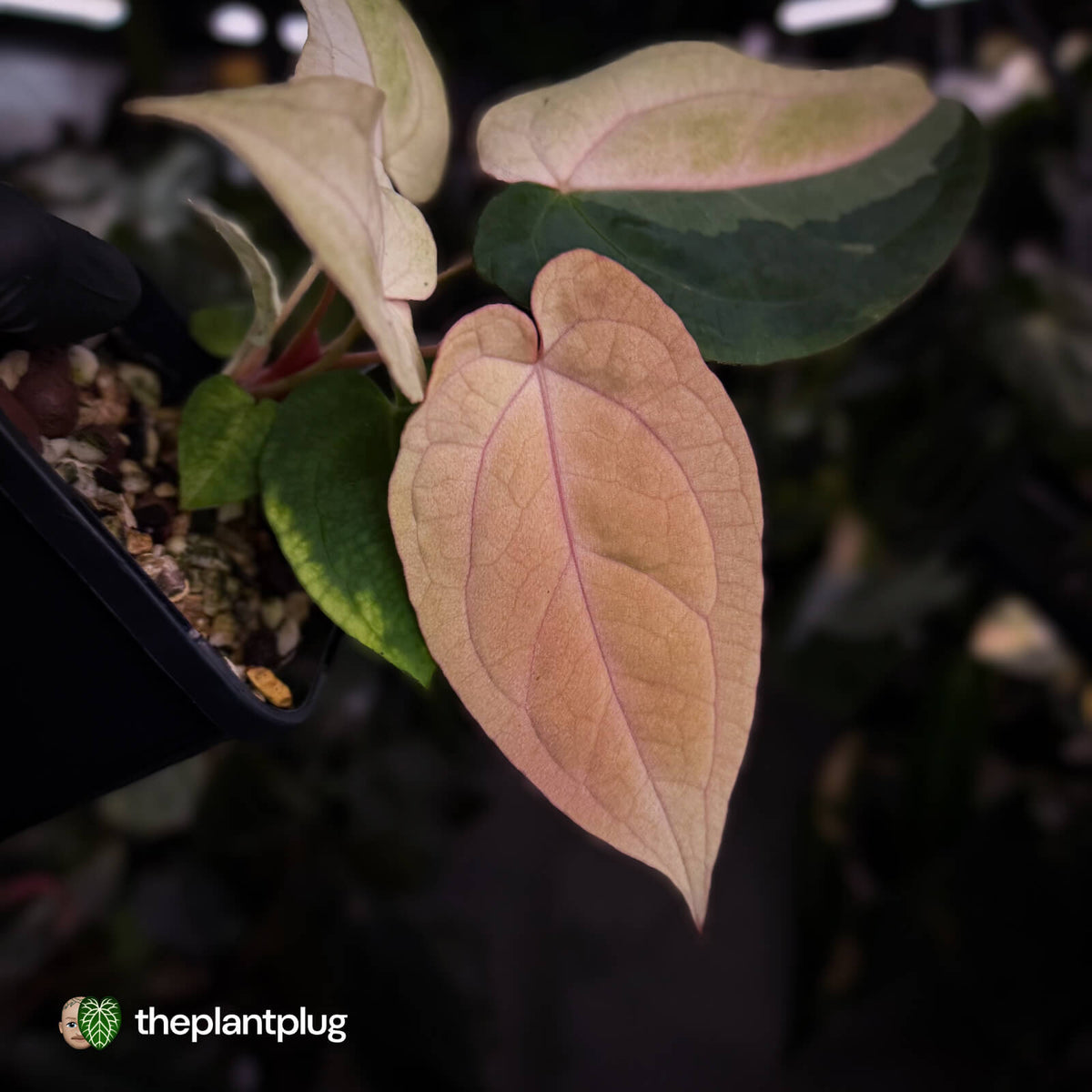 Anthurium 'Dropbear' x 'Jayda' • pastel variegated • pink veins